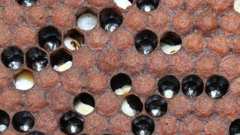 Arılarda Kireç Hastalığı Nedir? Belirtileri Ve Nedenleri