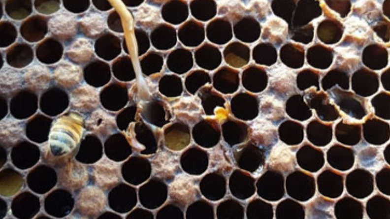 Amerikan Yavru Çürüklüğü: Nedenleri, Belirtileri Ve Etkili Mücadelesi