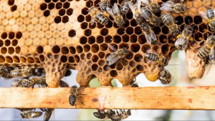 Arı Hastalıkları Ve Zararlıları: Belirtiler, Nedenler Ve Mücadesi Arı Hastalıkları Ve Zararlıları: Belirtiler, Nedenler Ve Mücadesi