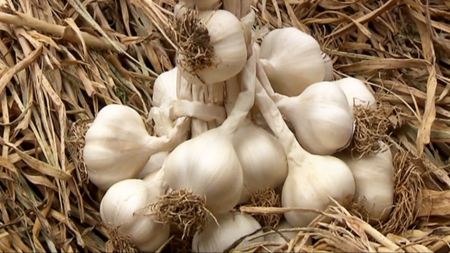 Sarımsak Yetiştiriciliğinde Gübreleme Nasıl Olmalıdır? Sarımsak Yetiştiriciliğinde Gübreleme Nasıl Olmalıdır?