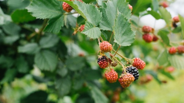 Böğürtlen (Rubus) Yetiştiriciliği Nasıl Yapılır? Böğürtlen (Rubus) Yetiştiriciliği Nasıl Yapılır?