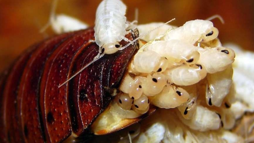 Evde Hamam Böceği Neden Olur Ve Kesin Çözüm Yöntemleri