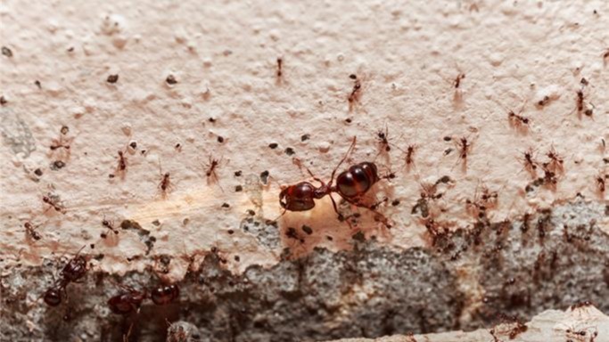 Ev Ortamında Karınca İstilasıyla Baş Etme Yolları Ev Ortamında Karınca İstilasıyla Baş Etme Yolları