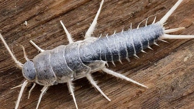 Gümüş Böceği (Nem Böceği) Mücadelesi