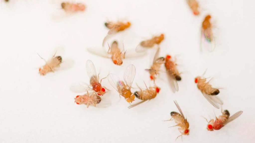 Meyve Sineği Nasıl Oluşur Ve Nasıl Yok Edilir?