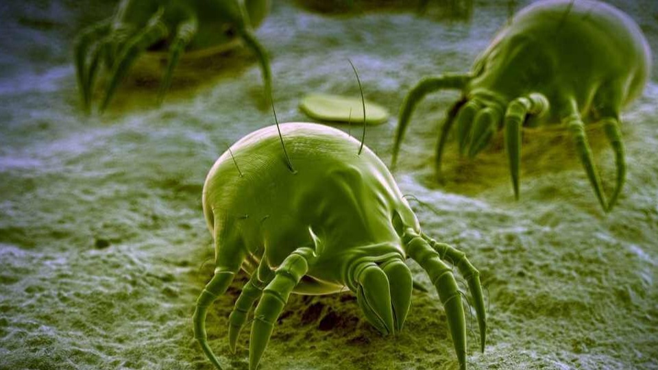 Evde Toz Akarları Nereden Gelir Ve Nasıl Çoğalır?