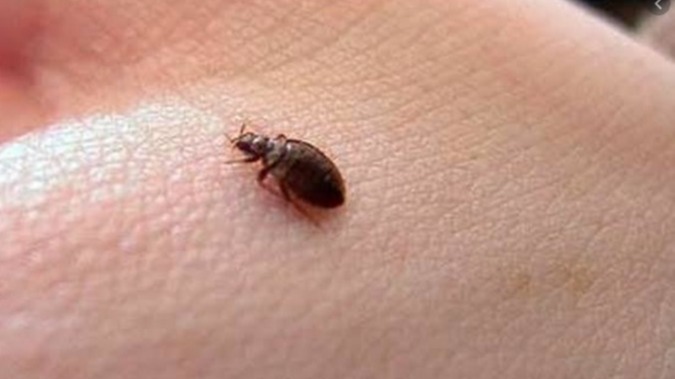 Evde Pire Problemi Çözümü