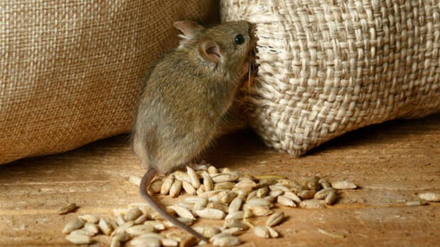 Evde Fare Görüldüğünde Ne Yapılmalı?