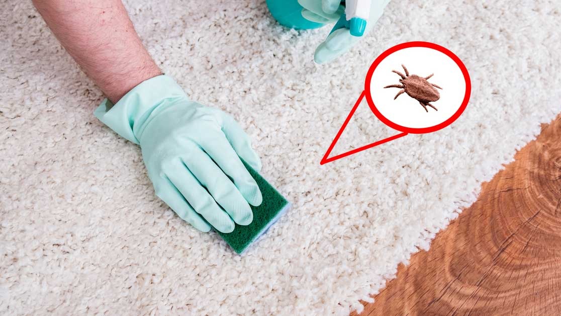 Ev İçinde Görülen Akar Türleri Nelerdir?