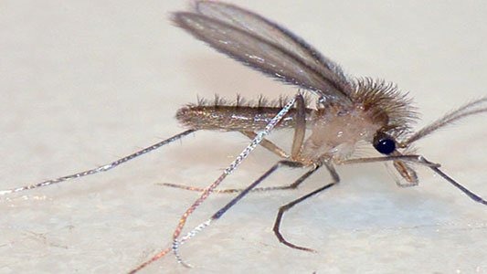 Tatarcık Sineği Nedenleri, Belirtileri Ve Etkili Çözümleri