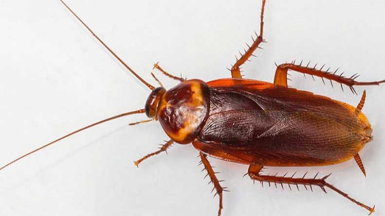 Kalorifer Böceği (Alman Hamam Böceği) Neden Görülür? Kalorifer Böceği (Alman Hamam Böceği) Neden Görülür?