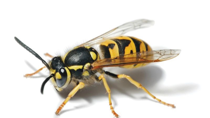 Evde Görülen Yaban Arısı Türleri