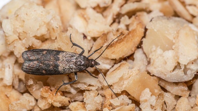 Ev İçine Giren Güve Türleri Ve Kurtulma Yöntemleri