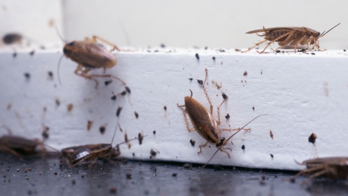 Banyoda Görülen Haşereler Ve Nedenleri