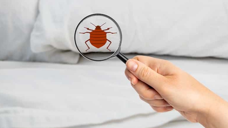 Yatak Odasında Sık Rastlanan Haşereler Yatak Odasında Sık Rastlanan Haşereler