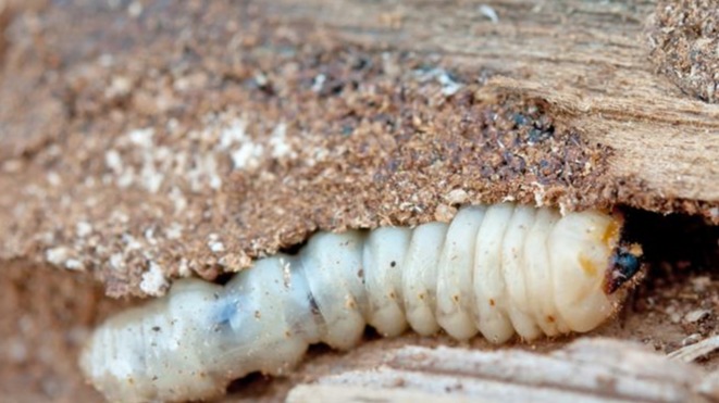 Ağaç Kurdu (Tahta Kurdu) Belirtileri Ve Mücadelesi