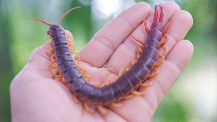 Evde Gezinen Çıyan Tehlikeli Midir? Evde Gezinen Çıyan Tehlikeli Midir?