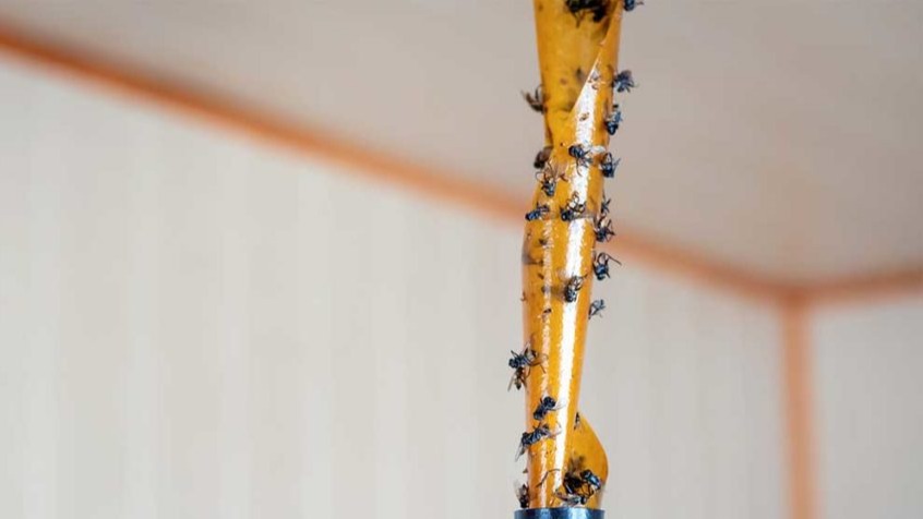 Evde Sinek İstilası Nasıl Önlenir?