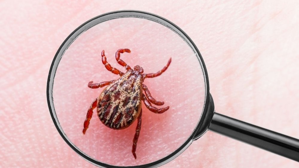 Ev İçinde Kene Görülür Mü? Riskler, Nedenler Ve Çözümler