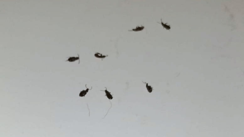 Evde Görülen Minik Siyah Böcekler Nedir?