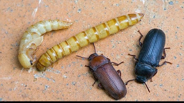 Mutfakta Un Kurdu (Kiler Böceği) Sorunuyla Başa Çıkma Mutfakta Un Kurdu (Kiler Böceği) Sorunuyla Başa Çıkma