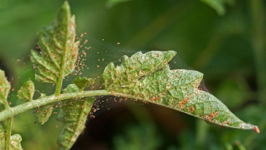 Kırmızı Örümcek İlaçları (Akarisitler) Nelerdir? Kırmızı Örümcek İlaçları (Akarisitler) Nelerdir?