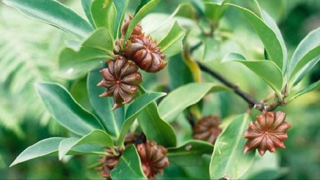 Yara İyileştirmede Kullanılan Bitkiler