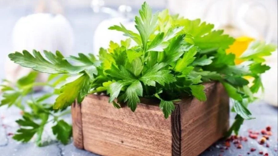 Vücuttan Toksin Atmaya Yardımcı Olan Bitkiler