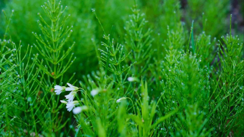 Kırkkilit Otu (Atkuyruğu) Faydaları