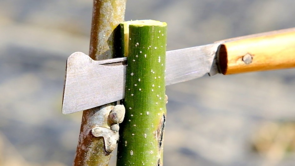 Yarma Aşısı Ne Zaman Ve Nasıl Yapılır?