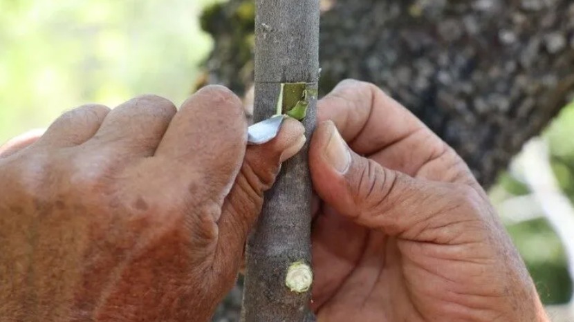 Aşı Tutmayan Ağaçlarda Sık Yapılan Hatalar Ve Çözüm Yolları