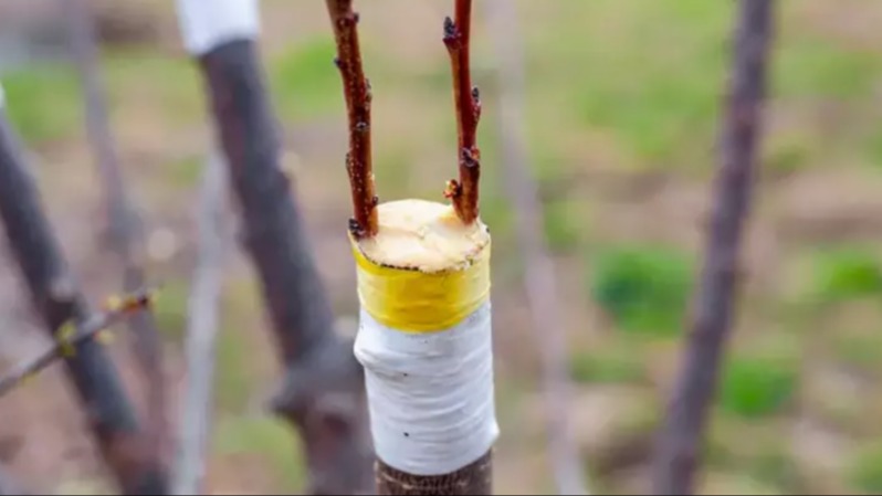 Meyve Ağaçlarında Aşılama Teknikleri Meyve Ağaçlarında Aşılama Teknikleri