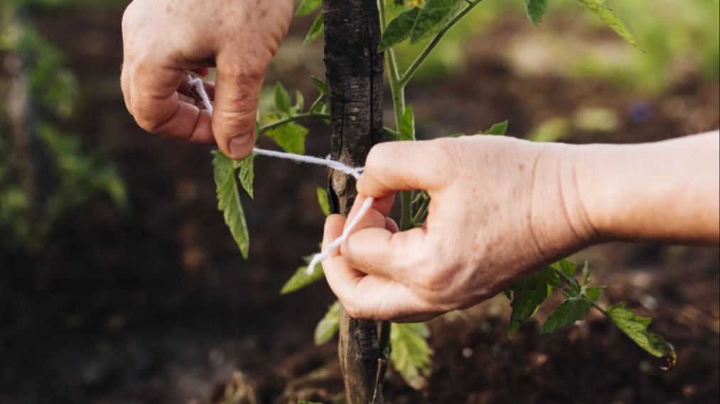 En Doğru Ağaç Aşılama Zamanı