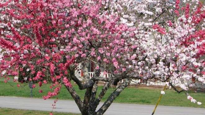 Hangi Tür Ağaçlar Hangi Tür Ağaçlara Aşılanabilir? Hangi Tür Ağaçlar Hangi Tür Ağaçlara Aşılanabilir?