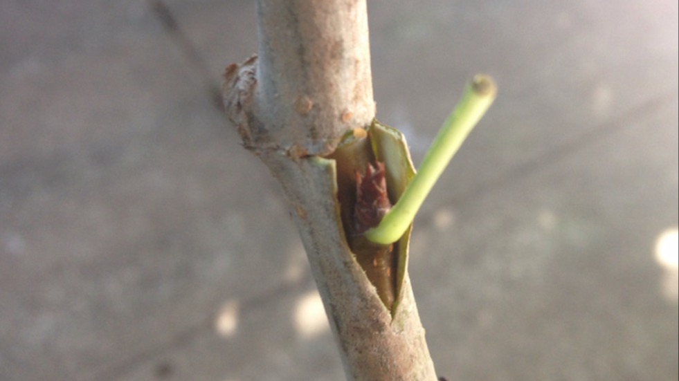 Kalem, Göz Ve Çoban Aşısı Arasındaki Farklar Kalem, Göz Ve Çoban Aşısı Arasındaki Farklar