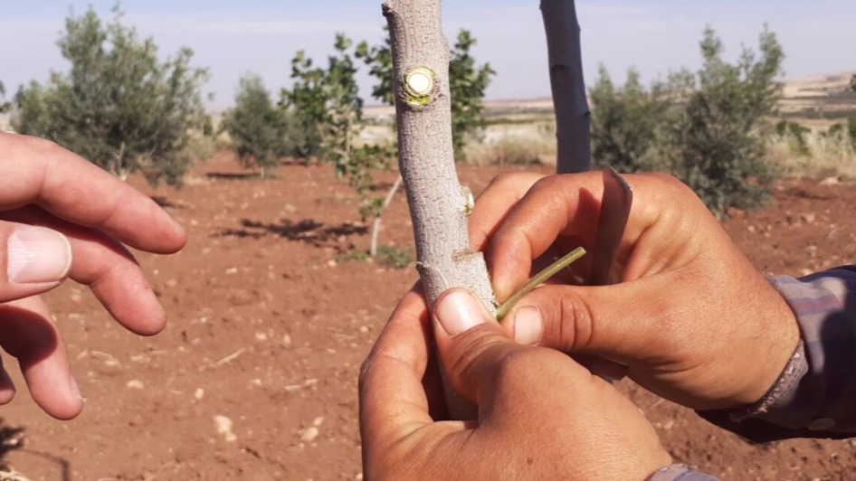 Ağaç Aşılama Sonrası Bakım: Sulama, Gübreleme Ve Koruma