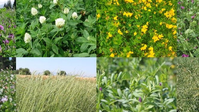 Yem Bitkileri Nelerdir? Yem Bitkileri Nelerdir?