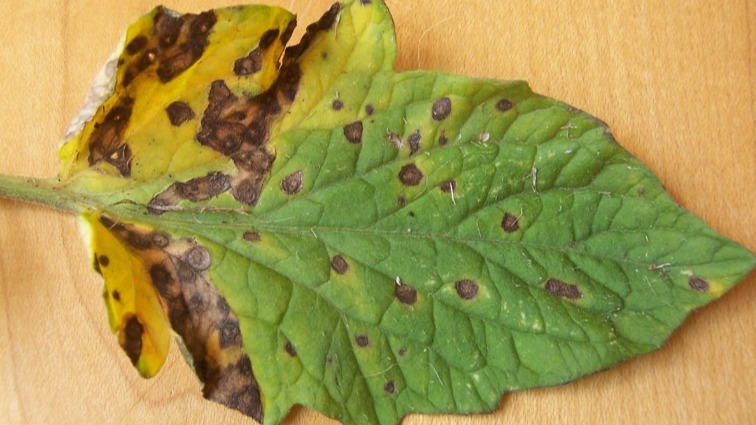 Alternaria Hastalığı Ve Mücadele Yöntemleri