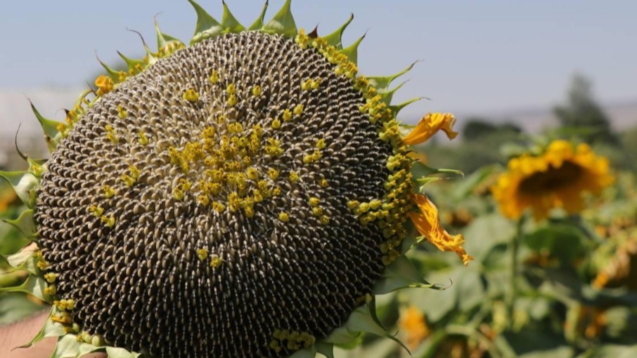 Çerezlik Ayçiçeği Yetiştiriciliği Nasıl Yapılır? Çerezlik Ayçiçeği Yetiştiriciliği Nasıl Yapılır?