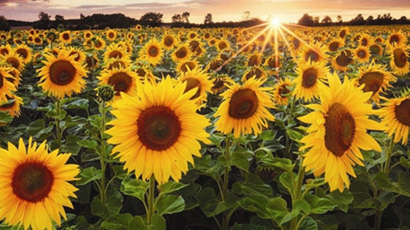 Çerezlik Ayçiçeği Gübreleme Programı Çerezlik Ayçiçeği Gübreleme Programı