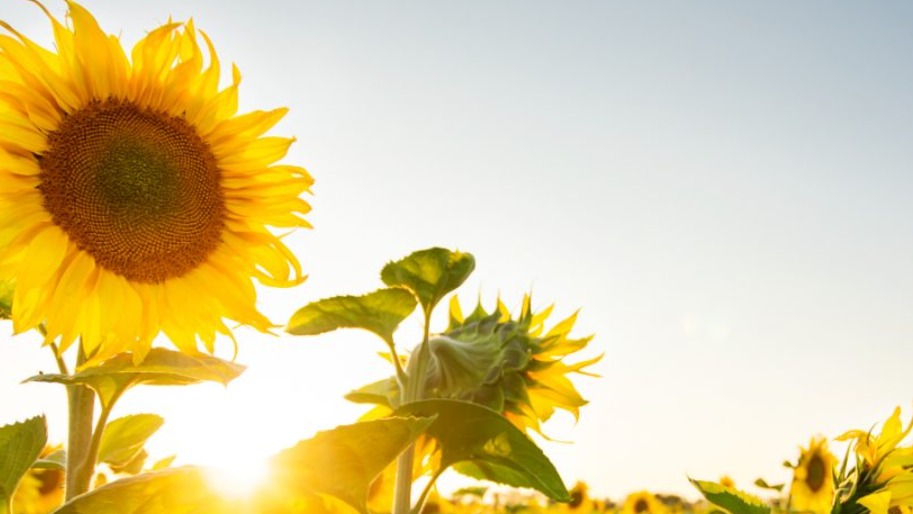 Çerezlik Ayçiçeği'nde Görülen Hastalık Ve Zararlılar Çerezlik Ayçiçeği'nde Görülen Hastalık Ve Zararlılar
