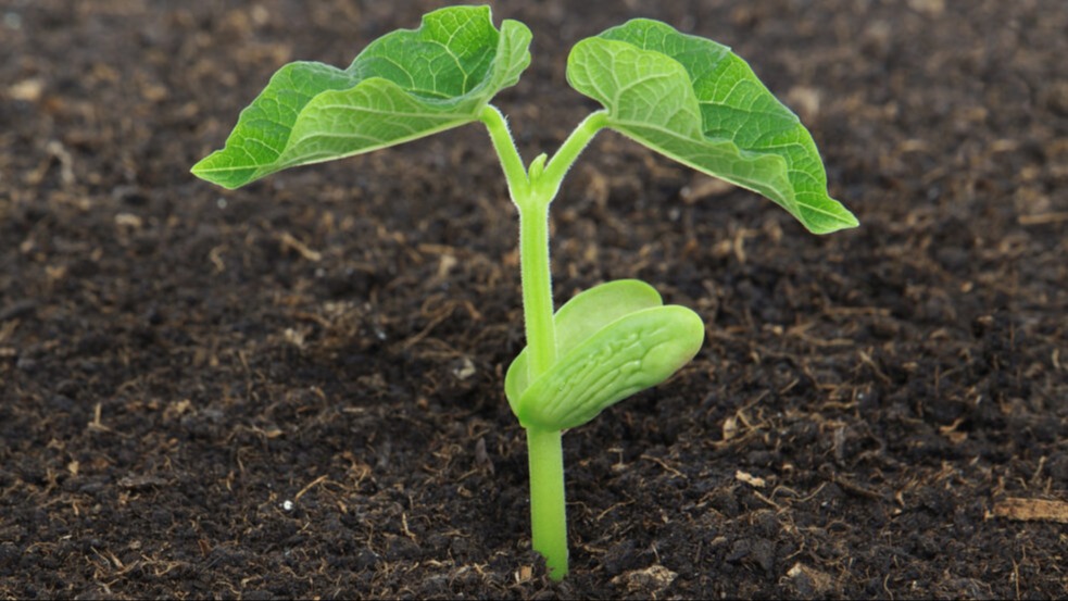 Kuru Fasulye Yetiştiriciliği Nasıl Yapılır? Kuru Fasulye Yetiştiriciliği Nasıl Yapılır?