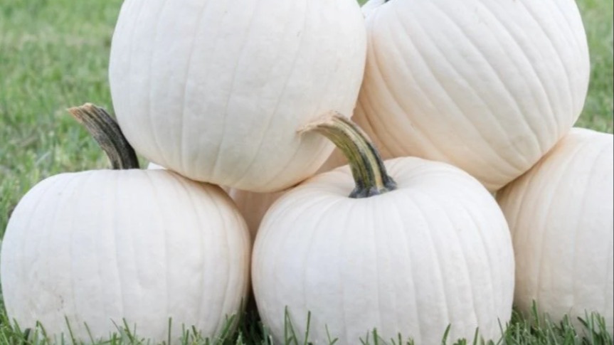 Yemelik Ve Kavurmalık Kabak Çeşitleri Nelerdir? Yemelik Ve Kavurmalık Kabak Çeşitleri Nelerdir?