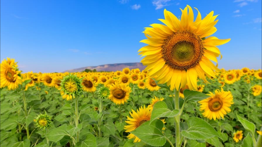 Önemli Yağlık Ayçiçeği Çeşitleri Ve Özellikleri Önemli Yağlık Ayçiçeği Çeşitleri Ve Özellikleri