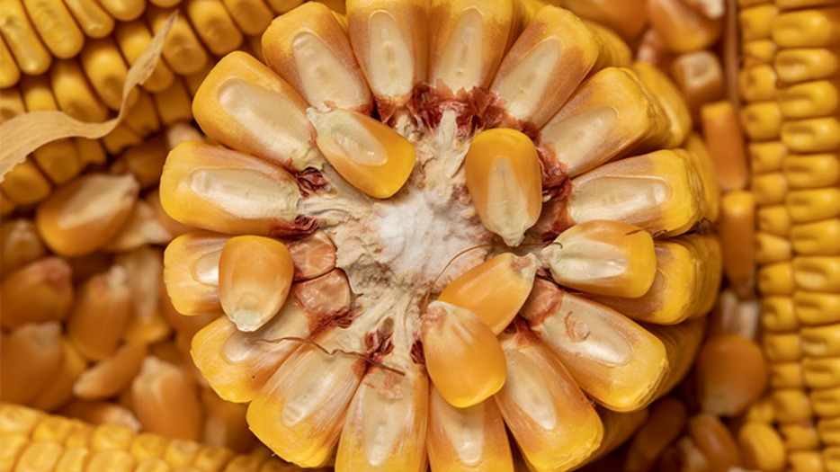 Önemli Danelik Mısır Çeşitleri Ve Özellikleri Önemli Danelik Mısır Çeşitleri Ve Özellikleri