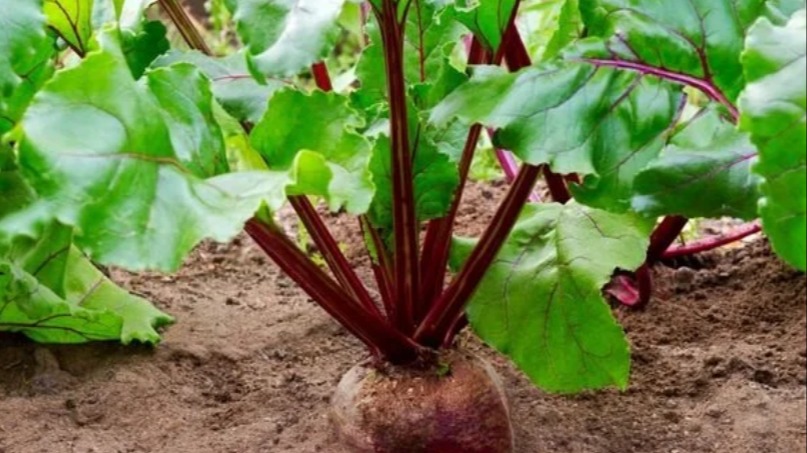 Önemli Pancar Çeşitleri Önemli Pancar Çeşitleri