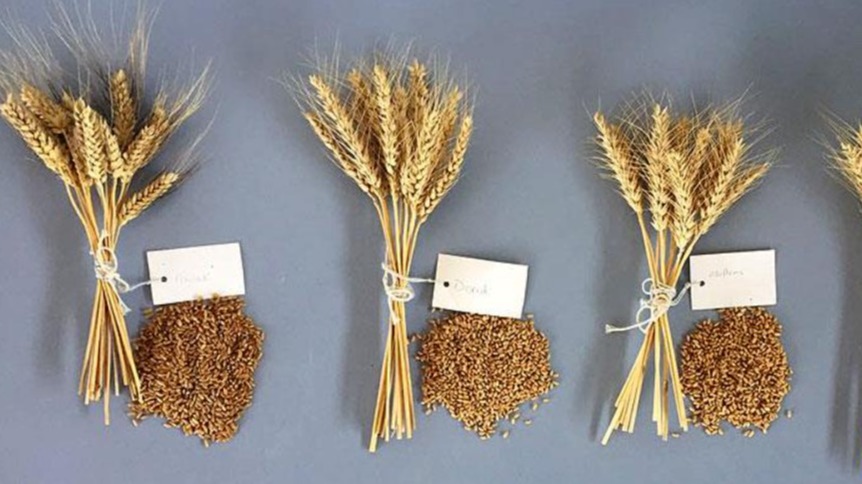 Ekmeklik, Bulgurluk Ve Makarnalık Buğday Çeşitleri Ekmeklik, Bulgurluk Ve Makarnalık Buğday Çeşitleri