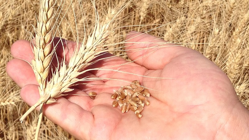 Önemli Makarnalık (Durum) Buğday Çeşitleri Önemli Makarnalık (Durum) Buğday Çeşitleri