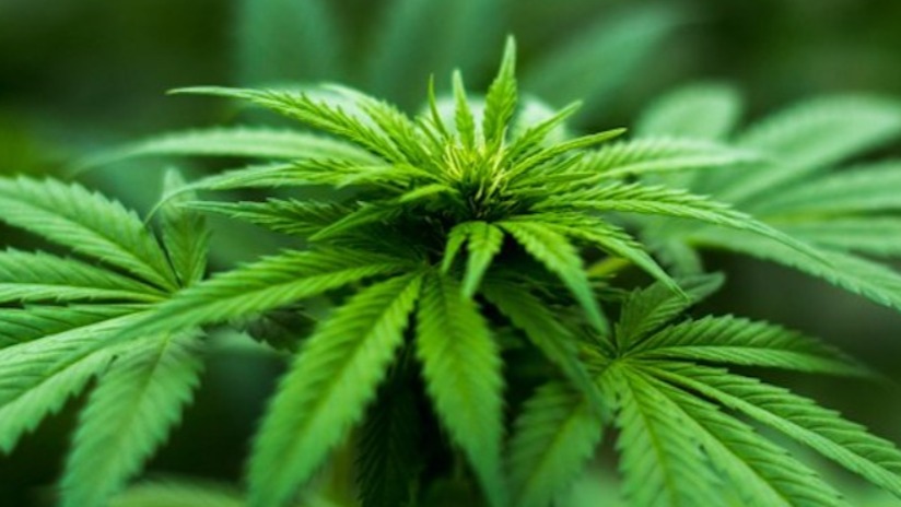 Türkiye'deki Önemli Sanayi Keneviri Çeşitleri Türkiye'deki Önemli Sanayi Keneviri Çeşitleri