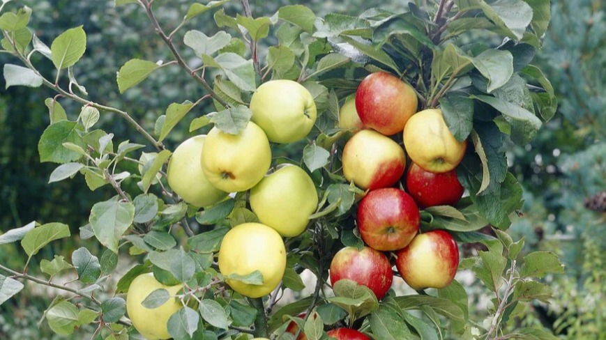 Bir Anaç Üzerine Kaç Çeşit Meyve Aşılanabilir?